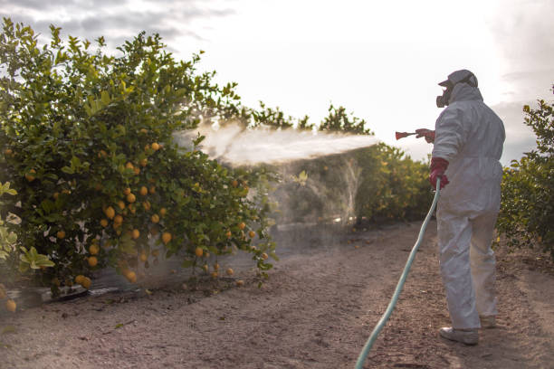 Bird Control in Ak Chin Village, AZ
