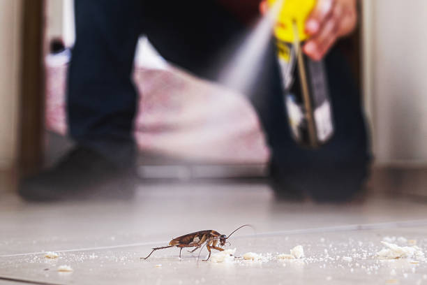 Best Flea Control Services  in Ak Chin Village, AZ
