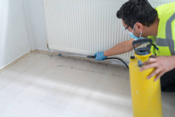 Wasp Removal Services in Ak Chin Village, AZ
